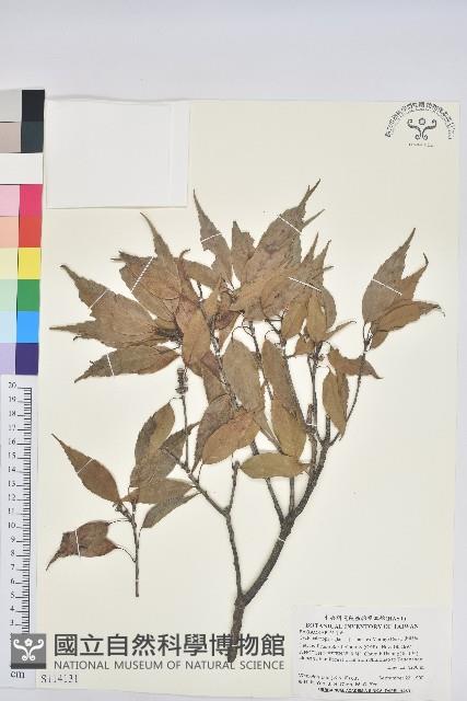 青剛櫟、鐵椆藏品圖，第1張