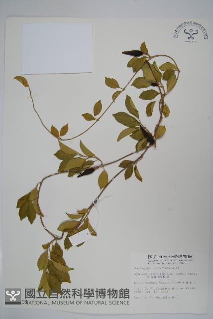 羊角藤、武靴藤藏品圖，第1張