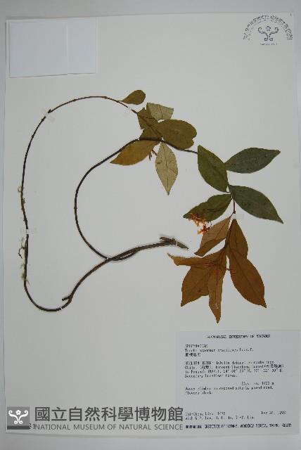 Slender stem star jasmine Collection Image, Figure 1, Total 2 Figures
