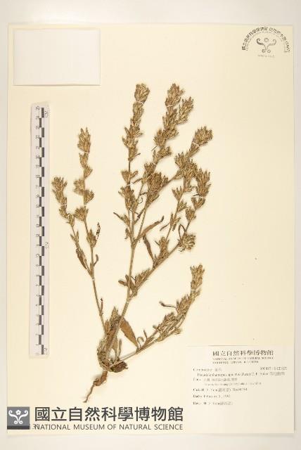 假地膽草藏品圖，第1張