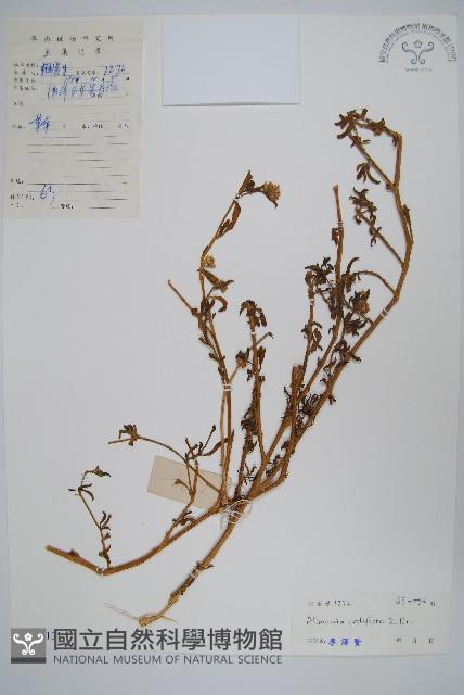 砂莧藏品圖，第1張