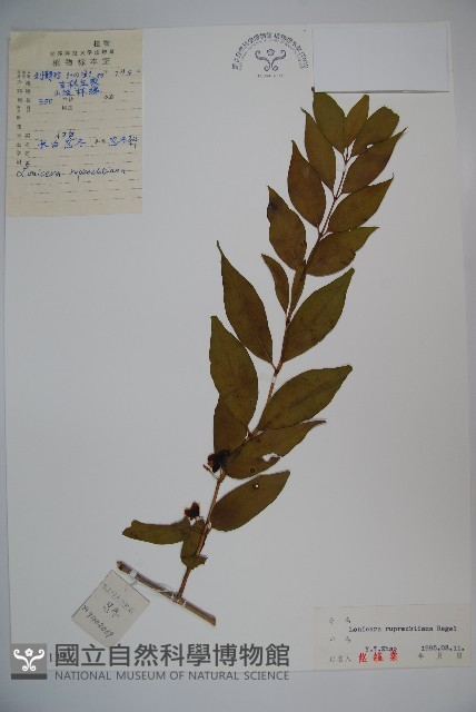 長白忍冬藏品圖，第1張