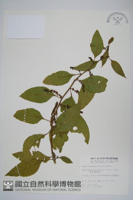 多子漿果莧藏品圖，第1張