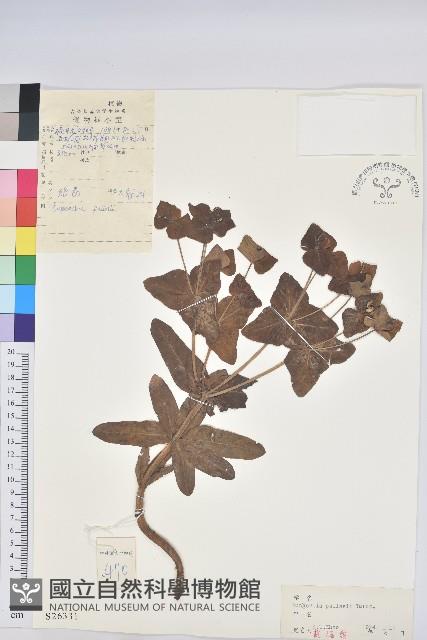 狠毒藏品圖，第1張