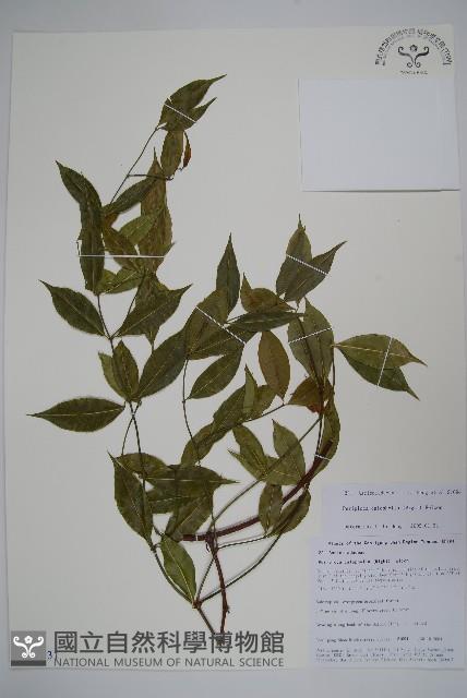 青蛇藤藏品圖，第1張