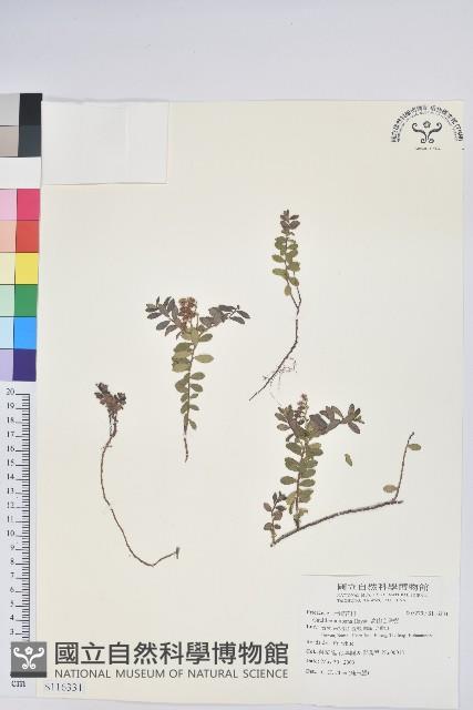 高山白珠樹藏品圖，第1張