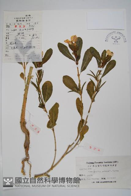 長春花藏品圖，第1張