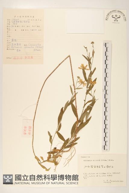 島田氏雞兒腸藏品圖，第1張