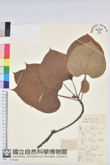 三年桐、光桐藏品圖，第1張