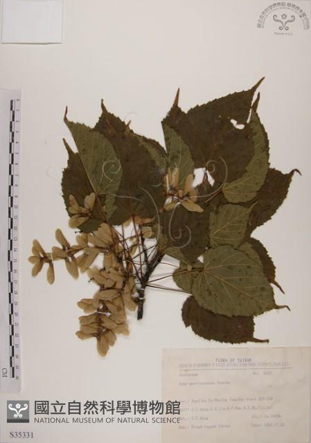 臺灣紅榨槭藏品圖，第1張