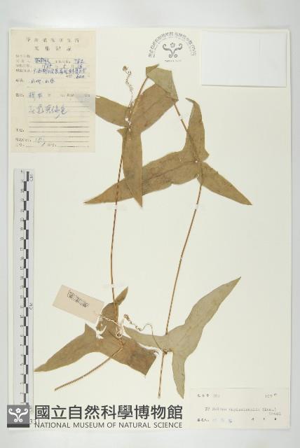 茅瓜藏品圖，第1張