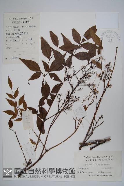 南天竹、天竹、蘭天竹藏品圖，第1張