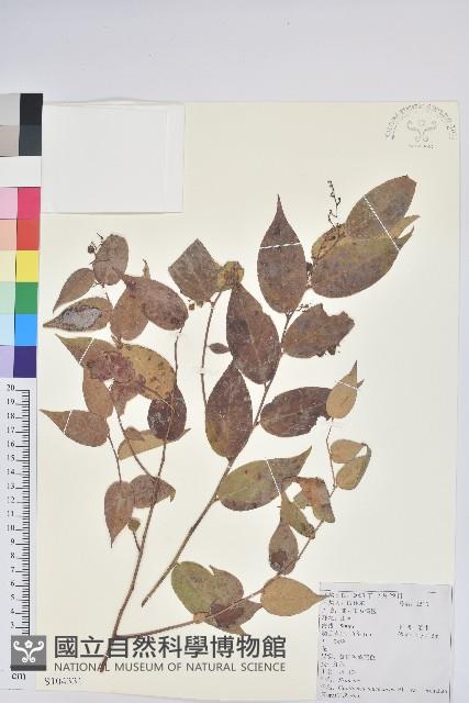 滇白珠藏品圖，第1張