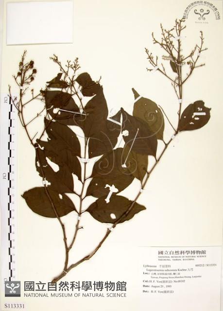 九芎藏品圖，第1張