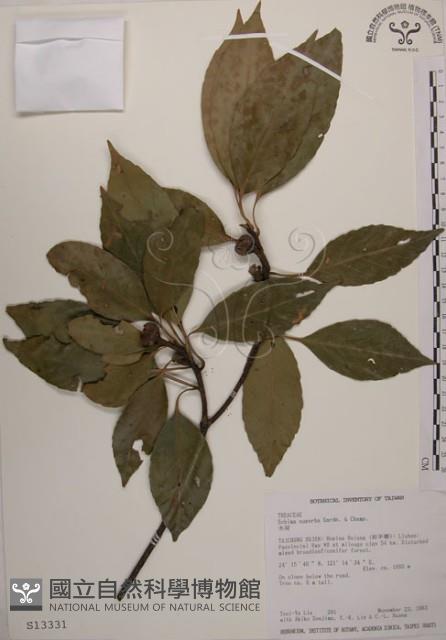 木荷藏品圖，第1張