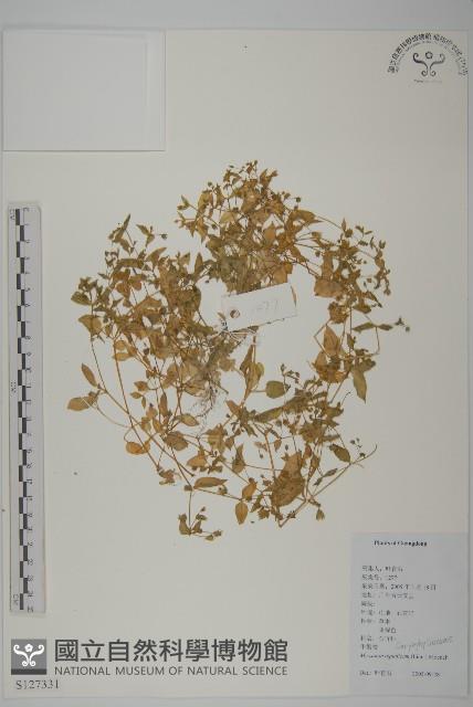 牛繁縷藏品圖，第1張