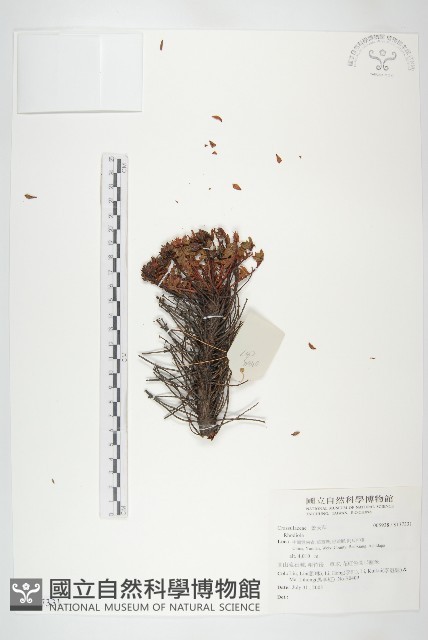 登錄號:S137331藏品圖，第1張