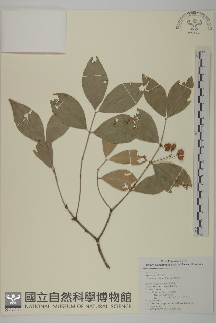 南仁山柃木藏品圖，第1張