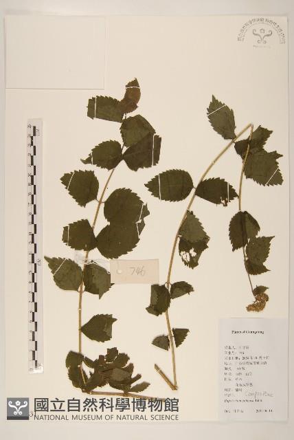 華澤蘭藏品圖，第1張