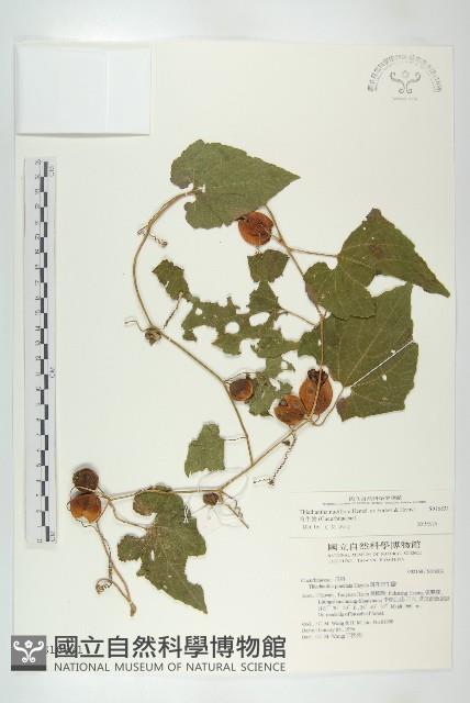 青牛膽藏品圖，第1張