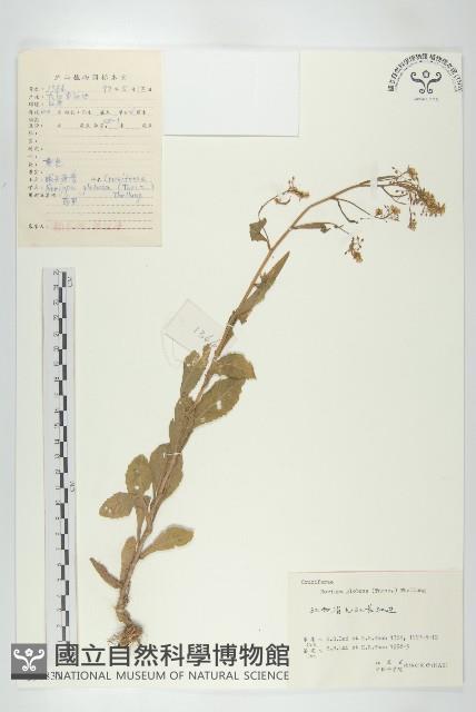 風花菜、球果山芥菜藏品圖，第1張