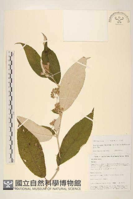 密花尾藥菊藏品圖，第1張