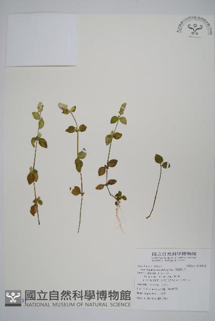 橢苞爵床藏品圖，第1張