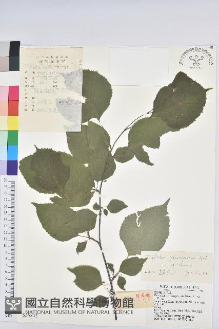 領春木藏品圖，第1張