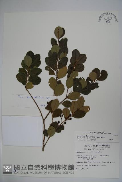 倒卵葉冬青、金平氏冬青藏品圖，第1張