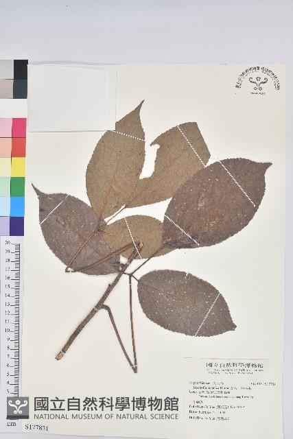 茄苳、重陽木藏品圖，第1張