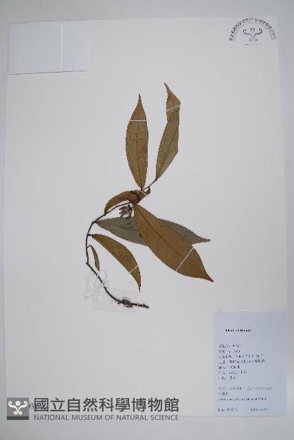 毛鷹爪藏品圖，第1張