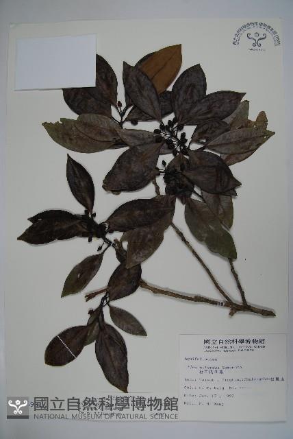 松田氏冬青藏品圖，第1張