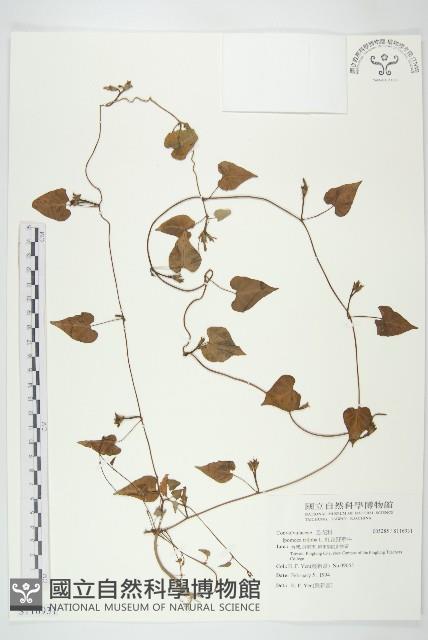 紅花野牽牛藏品圖，第1張