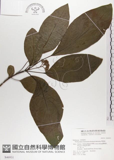 青脆枝藏品圖，第1張