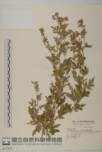 阿里山油菊藏品圖，第1張