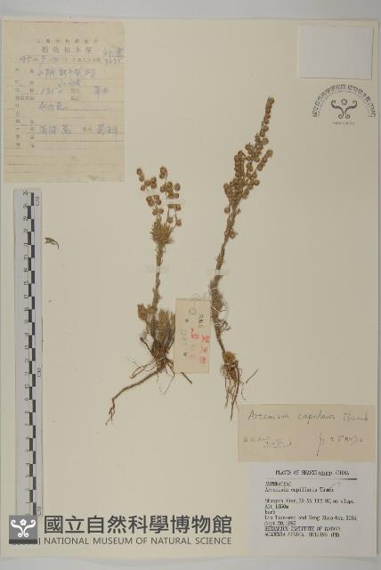 茵蔯蒿藏品圖，第1張