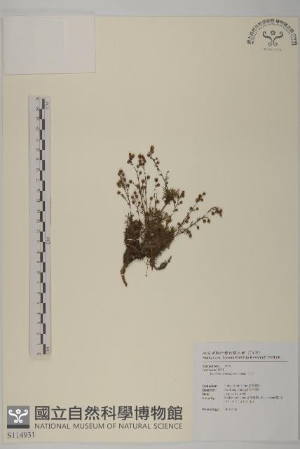 高山艾藏品圖，第1張