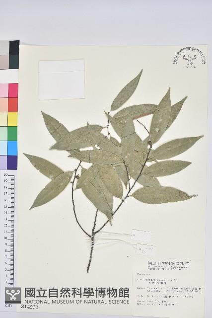 刺栲、鉤栗、火燒柯藏品圖，第1張