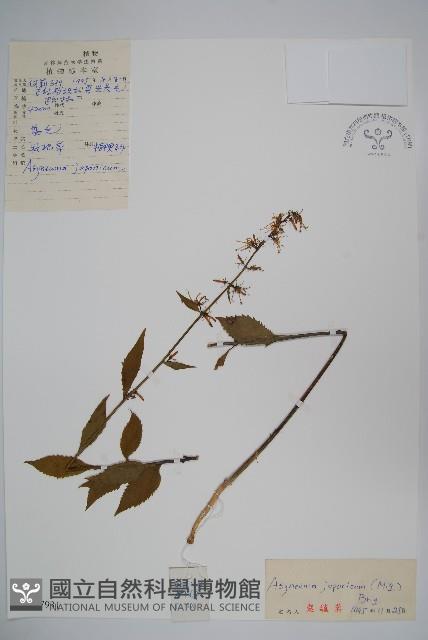 牧根草藏品圖，第1張