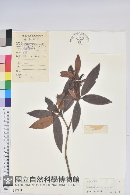 刺毛杜鵑藏品圖，第1張