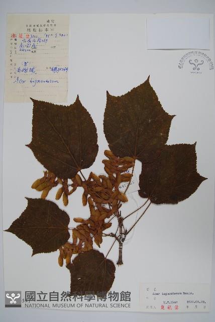 青楷槭藏品圖，第1張