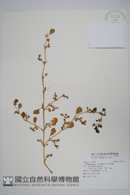 假海馬齒藏品圖，第1張