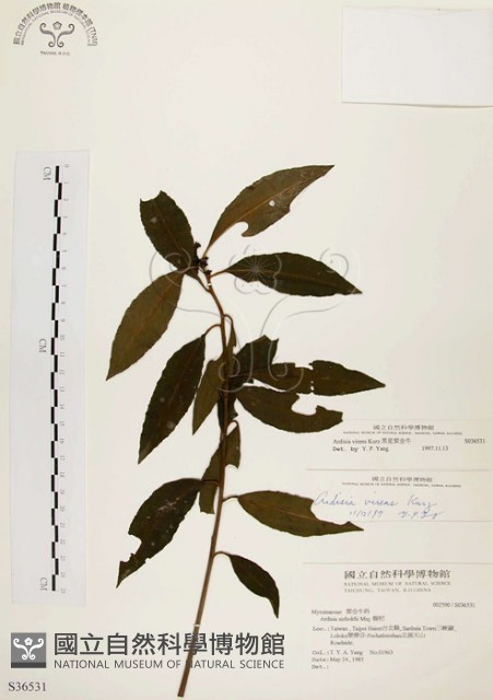 黑星紫金牛藏品圖，第1張