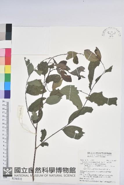 裡白饅頭果藏品圖，第1張