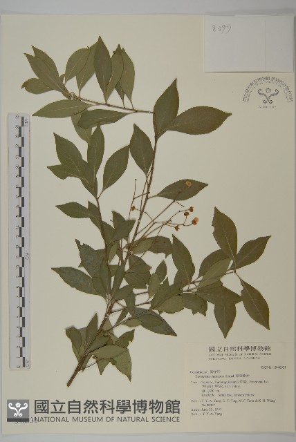 厚葉衛矛, 源一木藏品圖，第1張