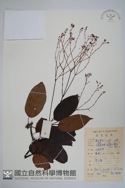 帘子藤藏品圖，第1張