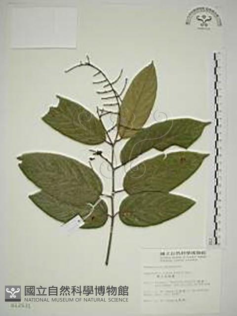 巒大雀梅藤藏品圖，第1張