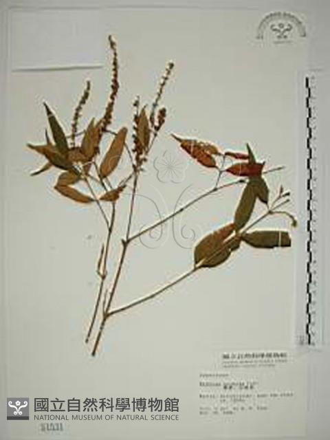 揚波、白埔姜、駁骨丹藏品圖，第1張