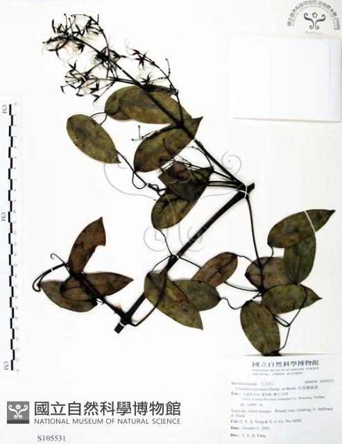 柱果鐵線蓮藏品圖，第1張