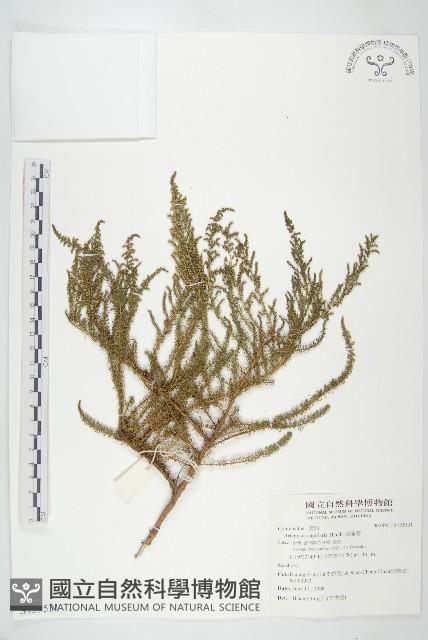 茵蔯蒿藏品圖，第1張